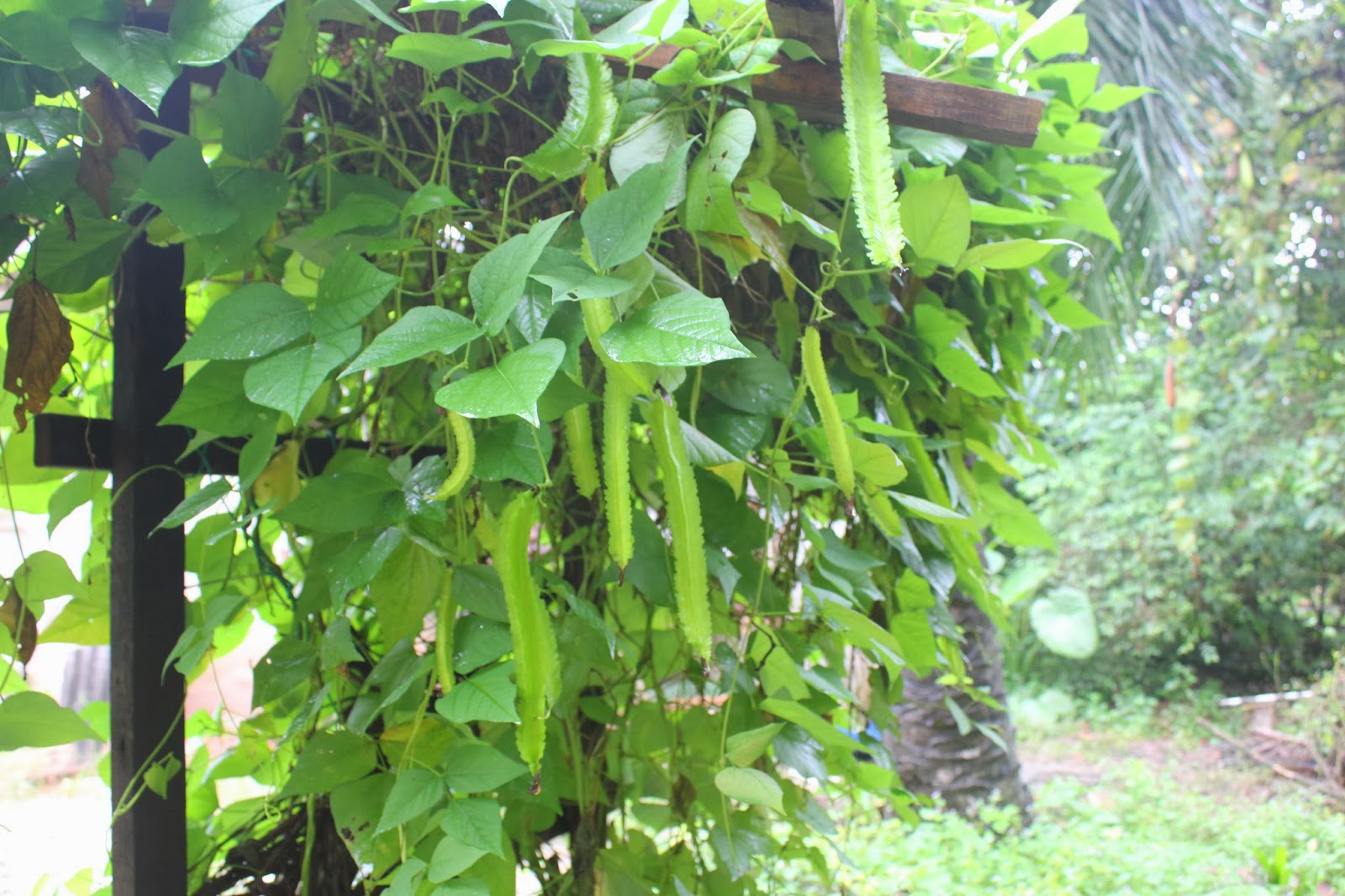 bean winged wing วพ plant seeds asia rating december