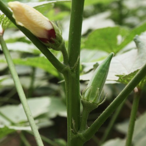 Okra red and green Asia Seeds
