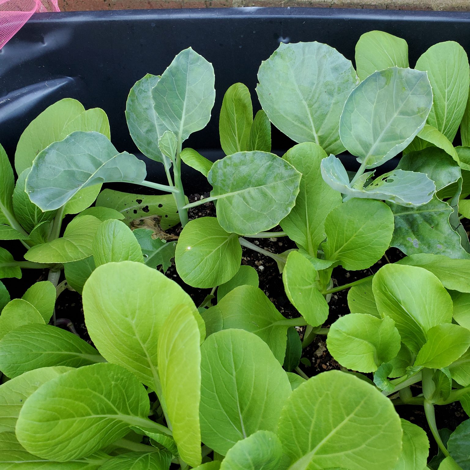Kale asiaseeds