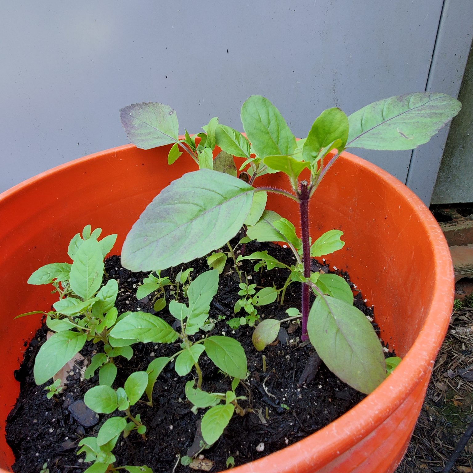 Holy Basil Asia Seeds