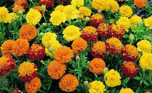 Marigolds and sowing cahnge essay