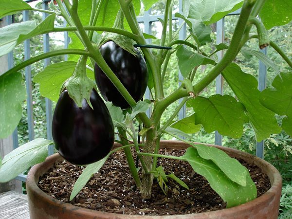 Black round Beauty Eggplant