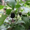 Black round Beauty Eggplant - Image 4