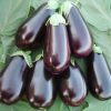 Black round Beauty Eggplant - Image 2