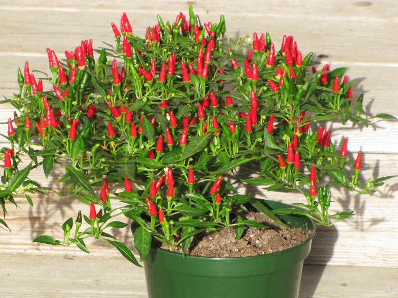 Bird’s Eye Chili – Asia Seeds