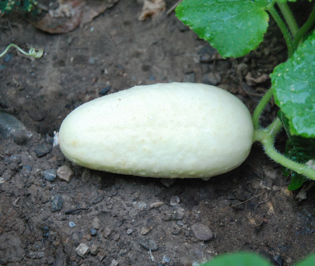 Ceylon Dried Organic Rare Asian White Wonder 50 Cucumber Seeds Fresh Garden