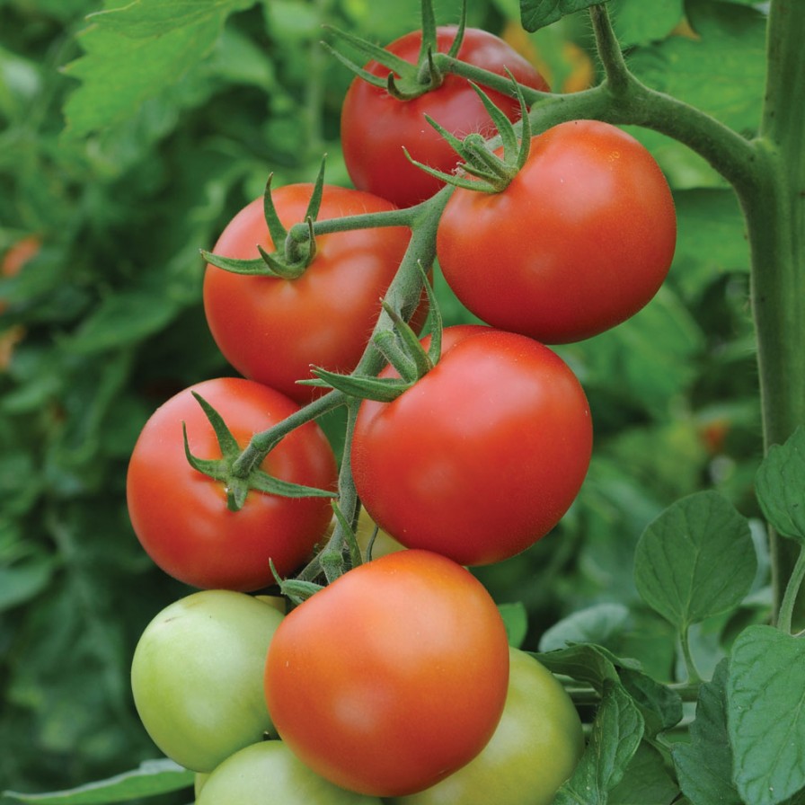 Money Maker Tomato – Asia Seeds
