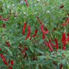 Thai Hot Chilli - Image 3
