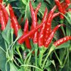 Thai Hot Chilli - Image 4