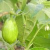 Thai Chao Praya Eggplant - Image 2