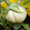 Thai White Ribbed Eggplant - Image 3
