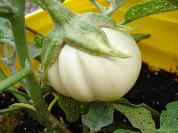 Thai White Ribbed Eggplant