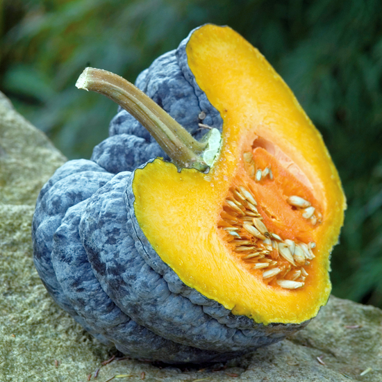 Image result for rare squashes pumpkins