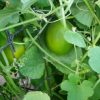 Cantaloupe vine peach - Image 3