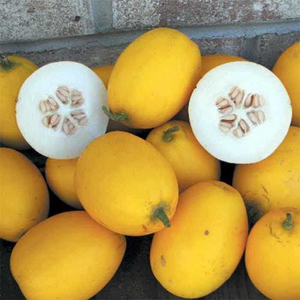 Cantaloupe vine peach