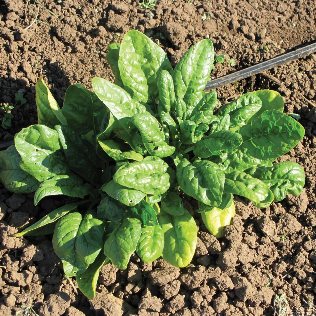 Spinach – Asia Seeds