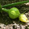 Kabocha - Image 2