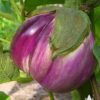 Rotonda Bianca Sfumata Di Rosa - Image 2