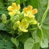 ดอกขจร Cowslip creeper - Image 3
