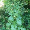 African Cabbage, Ethiopian Cabbage - Image 2