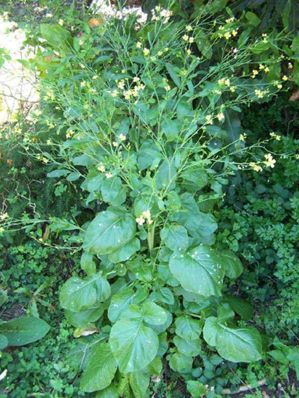 African Cabbage, Ethiopian Cabbage