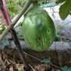 Giant Thai Eggplant - Image 3
