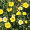 Garland Daisy - Image 2