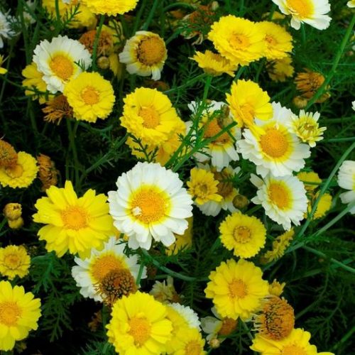 Garland Daisy Asia Seeds
