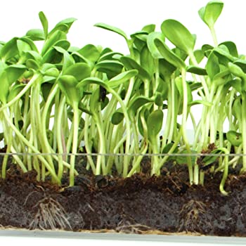 Microgreens