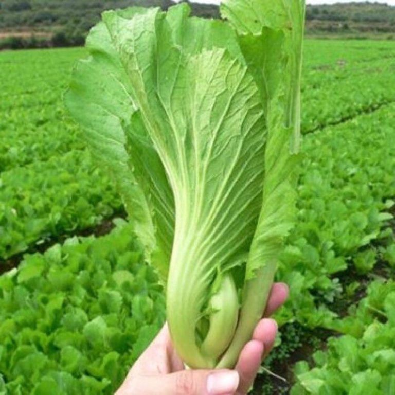 Chinese mustard Asia Seeds